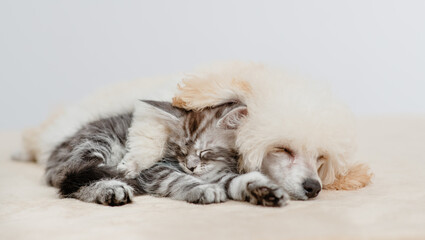 Fototapete - Poodle puppy sleeping with tiny maine coon cat on a bed at home