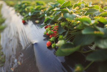 Sticker - Strawberry fruits in growth in garden