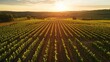 © VirtualVista - Aerial view of lush vineyards at golden hour highlighting rows of vines and serene landscape perfect for wine region promotions and text space