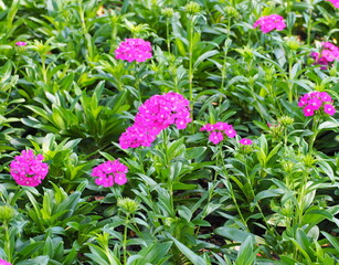 Wall Mural - Indian pink, Chinese Pink (Dianthus chinensis) have dark pink flowers in the garden. Dianthusdark dark green leaves, elongate, pointed leaf tips, smooth leaf edges, gray-green leaves, short petioles
