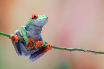 Wall Mural - red-eyed tree frog closeup on branch, red-eyed tree frog (agalychnis callidryas) closeup, exotic ani