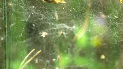 Transparent Spider Waits for Its Prey in a Large Chaotic Web. Spider Web, Spiderweb, or Cobweb is a Structure Created by a Spider out of Spider Silk Extruded from its Spinnerets.
