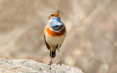 american robin on a branch