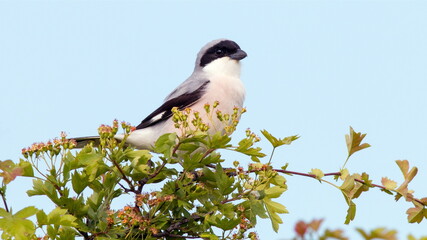 Poster - a black-fronted shrike sits on a hawthorn branch