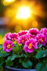 Wall Mural - Pink flowers in spring garden glowing in sunset rays. Copy space.