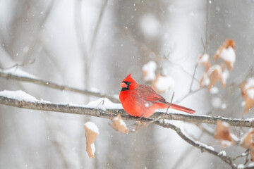 Wall Mural - Northern cardinal in a snowstorm