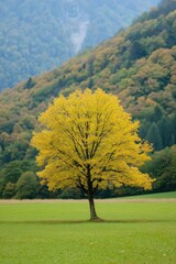 Poster - A tree with yellow leaves stands in a field. The tree is surrounded by green grass and is the only object in the image. The scene is peaceful and serene, with the tree providing a sense of calmness