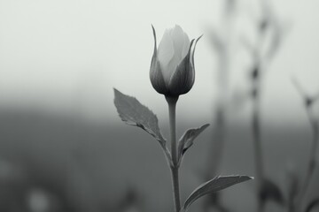 Sticker - Single flower with a stem and leaves. The flower is white and the background is black and white