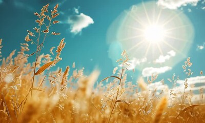 Wall Mural - golden wheat field under sunny blue sky with lens flare