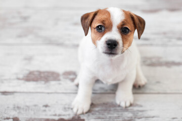 Wall Mural - Puppy sitting on wooden floor at home