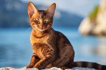 Wall Mural - Portrait of a smiling havana brown cat over serene seaside background