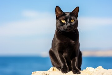 Wall Mural - Portrait of a cute bombay cat over serene seaside background