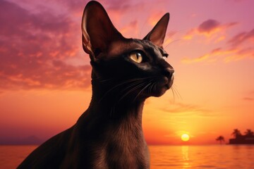 Wall Mural - Portrait of a happy oriental shorthair cat isolated on stunning sunset beach background