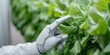 © Pixelbiz - AI trend 2025 business concept. A robotic hand gently touches fresh green lettuce leaves in a modern agricultural setting.