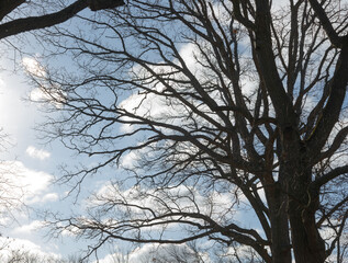 Wall Mural - bare tree in near silhouette on a cloudy blue sky in winter