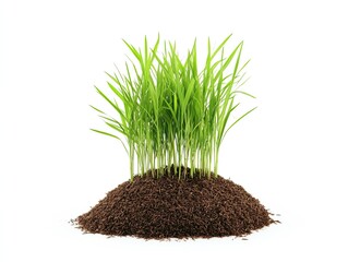 Lush green grass sprouts emerging from rich soil against a white background; ideal for environmental or growth concepts.