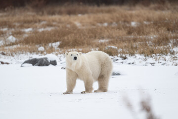 Wall Mural - Polar bear on snow covered ground