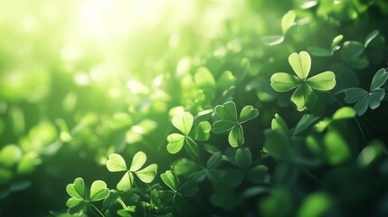 Wall Mural - Lush Green Clover Leaves Basking In Sunlight