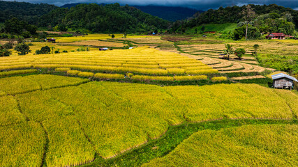 Wall Mural - A view from above of golden-yellow rice fields planted in terraced rows. At harvest time, farmers bow their heads to harvest the rice. The sunlight shines on the golden rice stalks. rice field