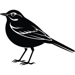 Bird isolated on white background, birds on a branch illustration