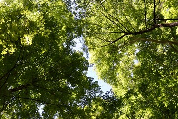 Wall Mural - A view of the leaves in the tall tres in the woods.