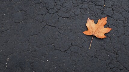 Sticker - Single brown maple leaf on cracked asphalt.