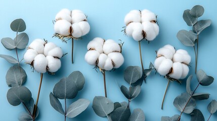 Wall Mural - Cotton flowers arranged with eucalyptus against a light blue background