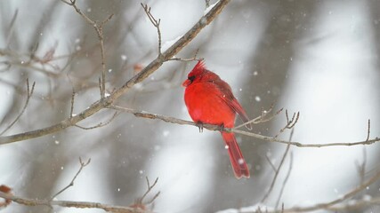 Wall Mural - Slow motion male northern cardinal perched on a branch in a snowstorm