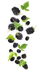 Wall Mural - Fresh blackberries and green leaves in air on white background