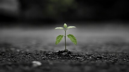 Wall Mural - Small green sprout growing from dark soil.