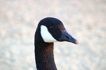 closeup of goose head with eye and beak