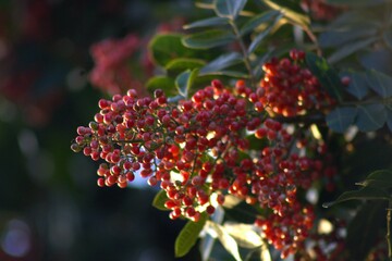 clusters of red berries growing on tree