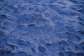 Wall Mural - A herd of caribou migrating across the frozen tundra of the Arctic Circle