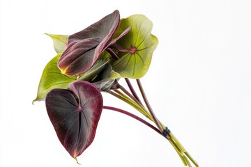 Canvas Print - A macro shot of a single plant against a clean white surface