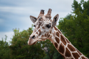 Portrait of adult giraffe gazing towards camera against a natural background of foliage and sky