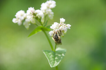 Wall Mural - A honeybee collecting nectar from delicate white flowers in a lush green background, showcasing pollination in a natural setting