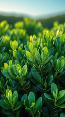 Wall Mural - A stunning close-up of vibrant green foliage with sunlight illuminating the leaves, showcasing the natural beauty and intricate details of plant life in a lush, serene landscape environment