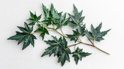 Wall Mural - Fresh green maple leaves on white background displaying unique shape and texture