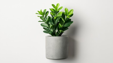 Canvas Print - Indoor green plant in concrete pot against neutral background