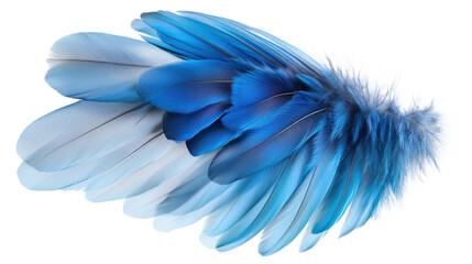 blue feathers isolated on white background