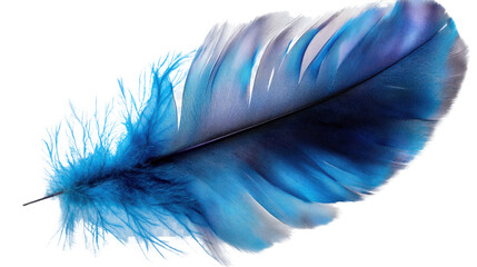 blue feather on white background