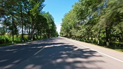 Wall Mural - Driving a car on a country road. Green trees on both sides of the road. summer scenery.