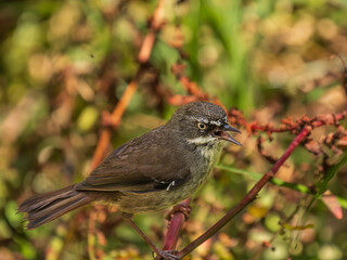 Wall Mural - White Browed Scrubwren Singing Close