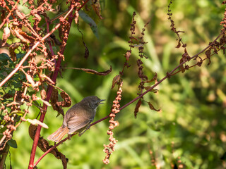 Wall Mural - White Browed Scrubwren Sings In Bush