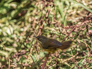 Wall Mural - White Browed Scrubwren Singing Tail Spread