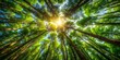 © efuture studio - Dense foliage and towering trees form a lush canopy overhead, filtering sunlight to create dappled patterns on the forest floor, leaves, nature