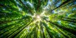 © efuture studio - Dense foliage and towering trees form a lush canopy overhead, filtering sunlight to create dappled patterns on the forest floor, leaves, nature