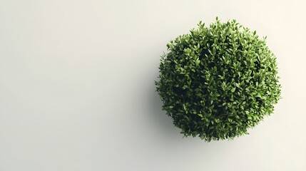 Wall Mural - Lush Green Spherical Plant on White Background