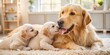 © Praphunsak - A happy golden retriever gently nuzzling two playful and adorable puppies as they feed on their mother's milk in a cozy nursery setting, nursing mother, animal parenthood