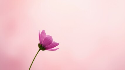 Wall Mural - A single pink flower stands out against a soft pink background, creating a delicate and serene composition.